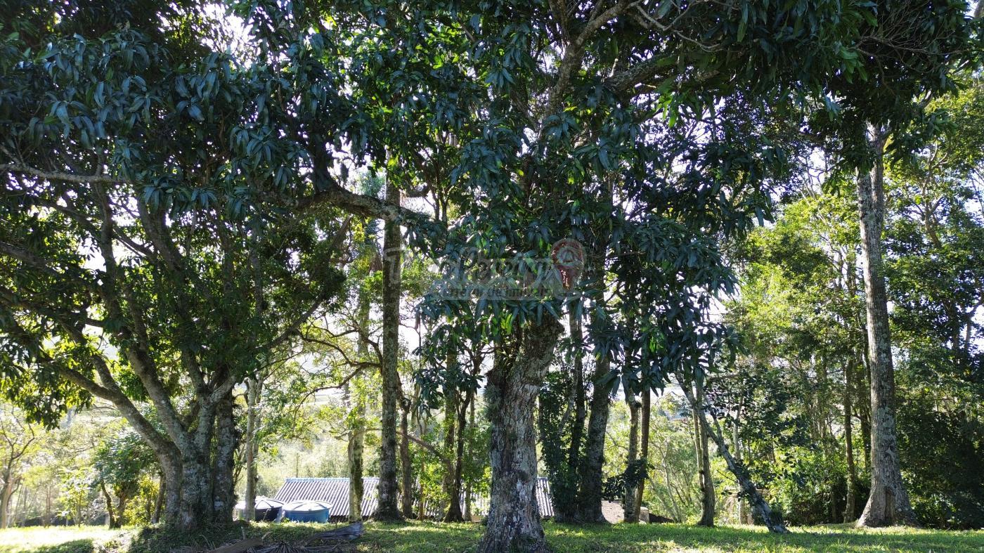 Sítio, 3 quartos, 9659 m² - Foto 54